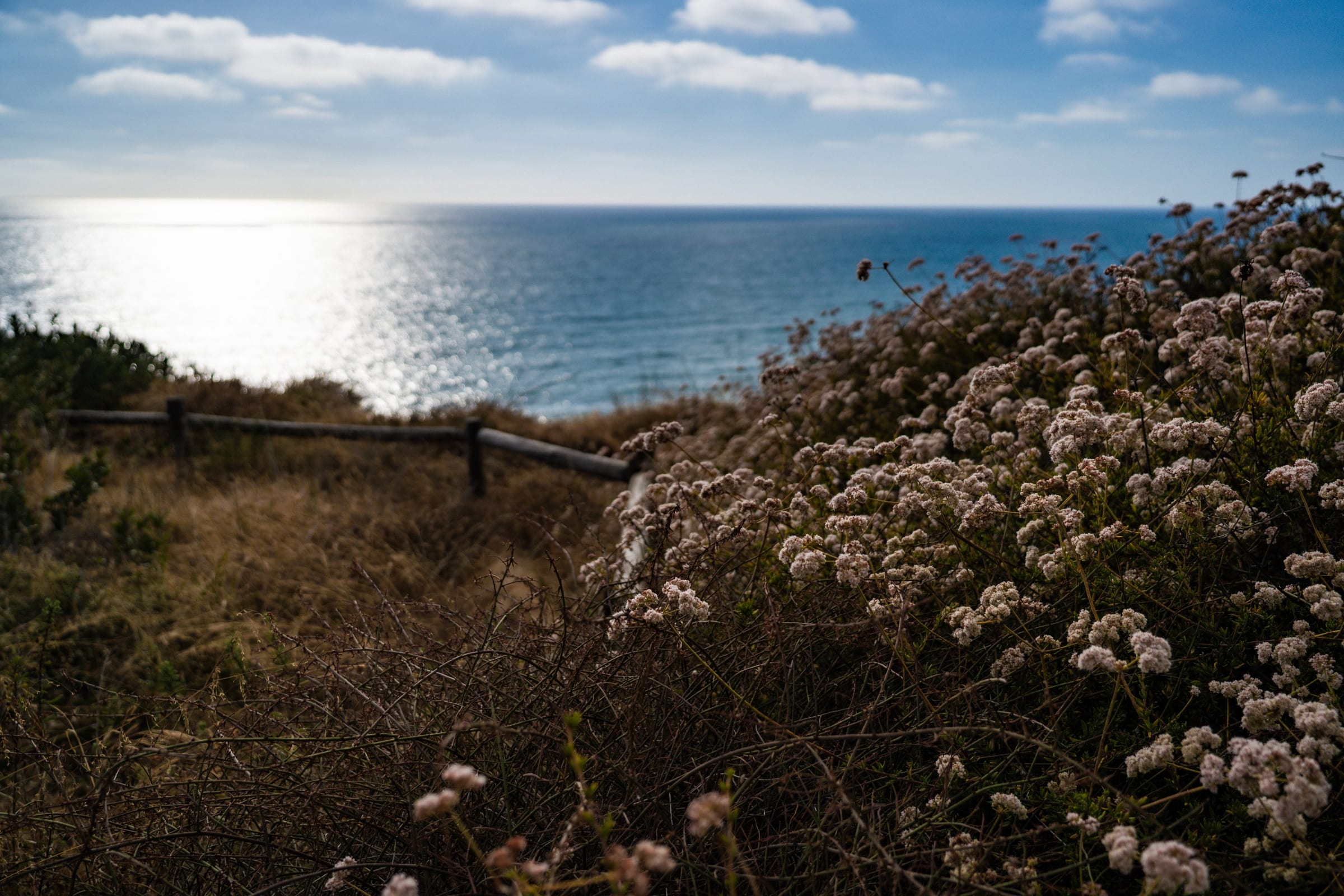 Flowers by the Cliffs