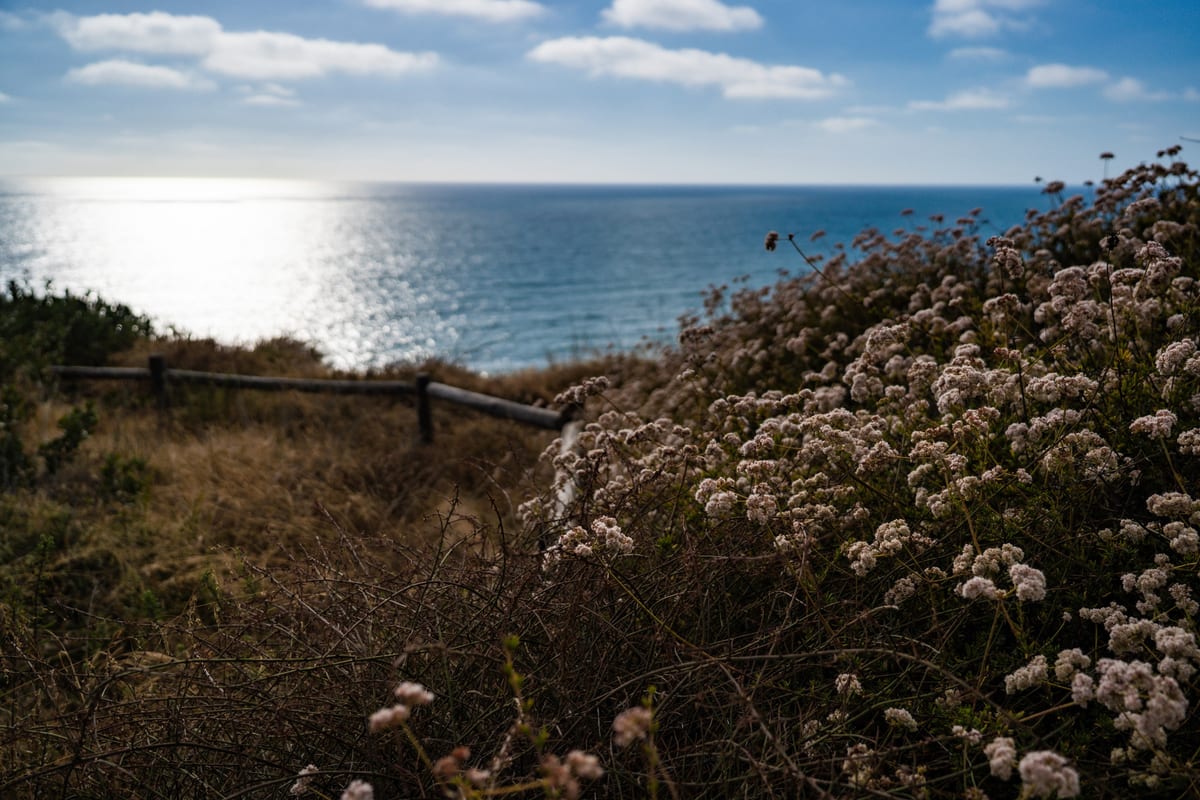 Flowers by the Cliffs