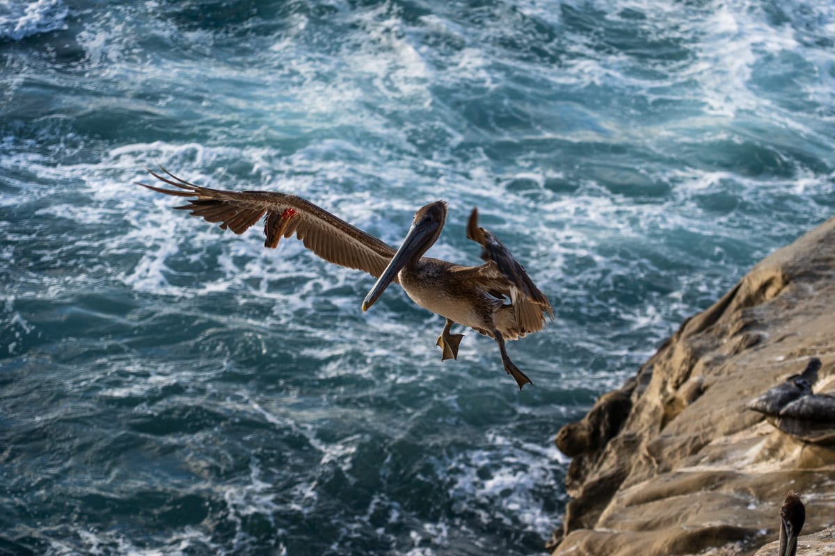Pelican Landing