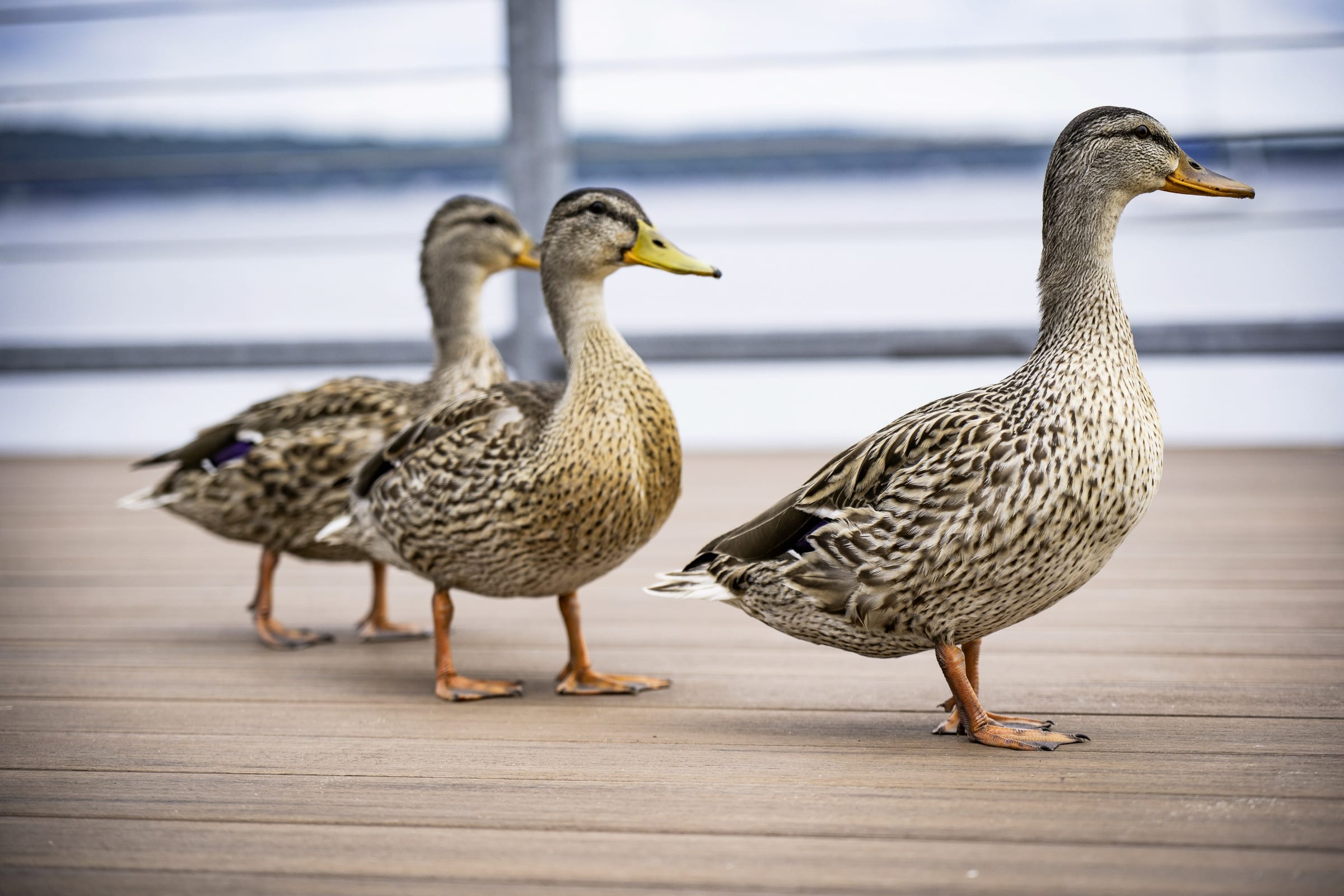 Quack
