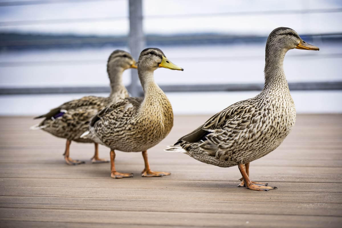Quack