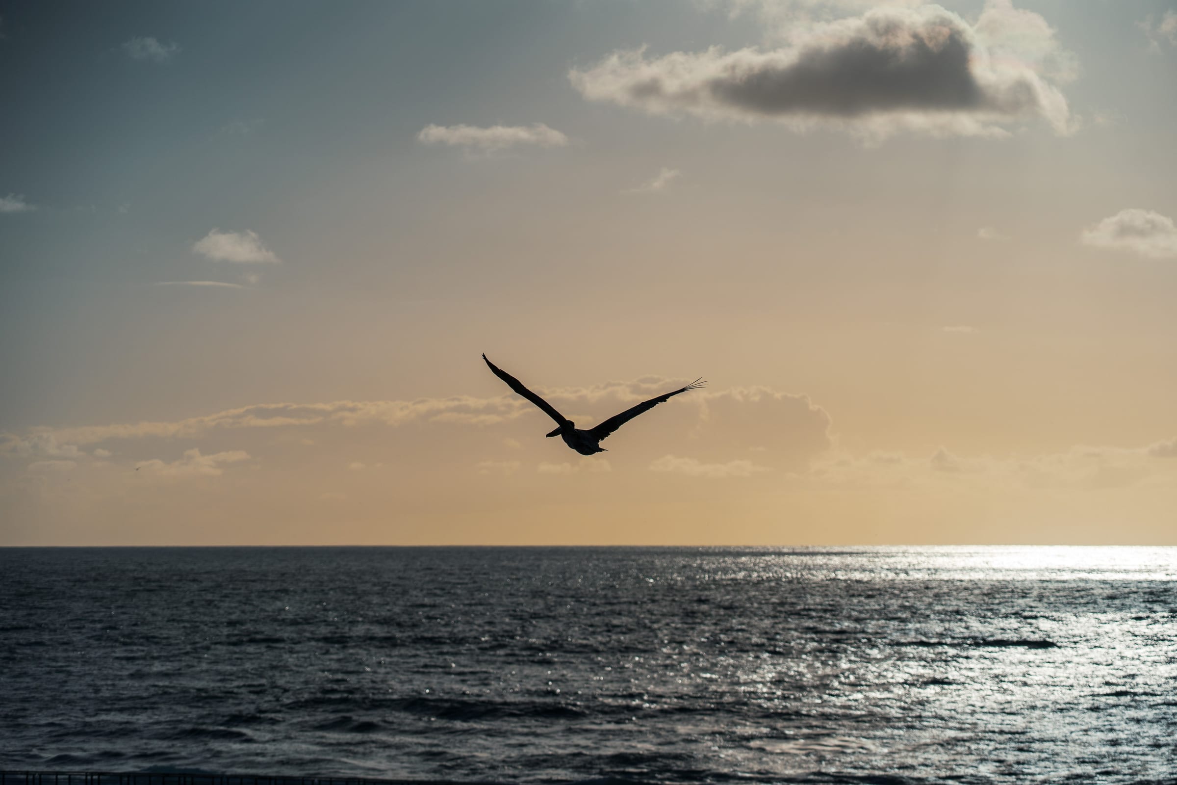 Pelican over the ocean