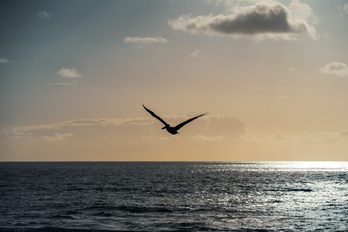 Pelican over the ocean