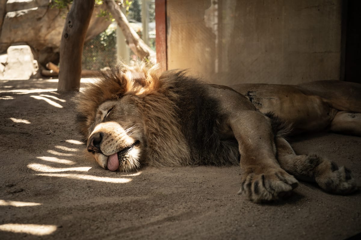 Sleepy Lion