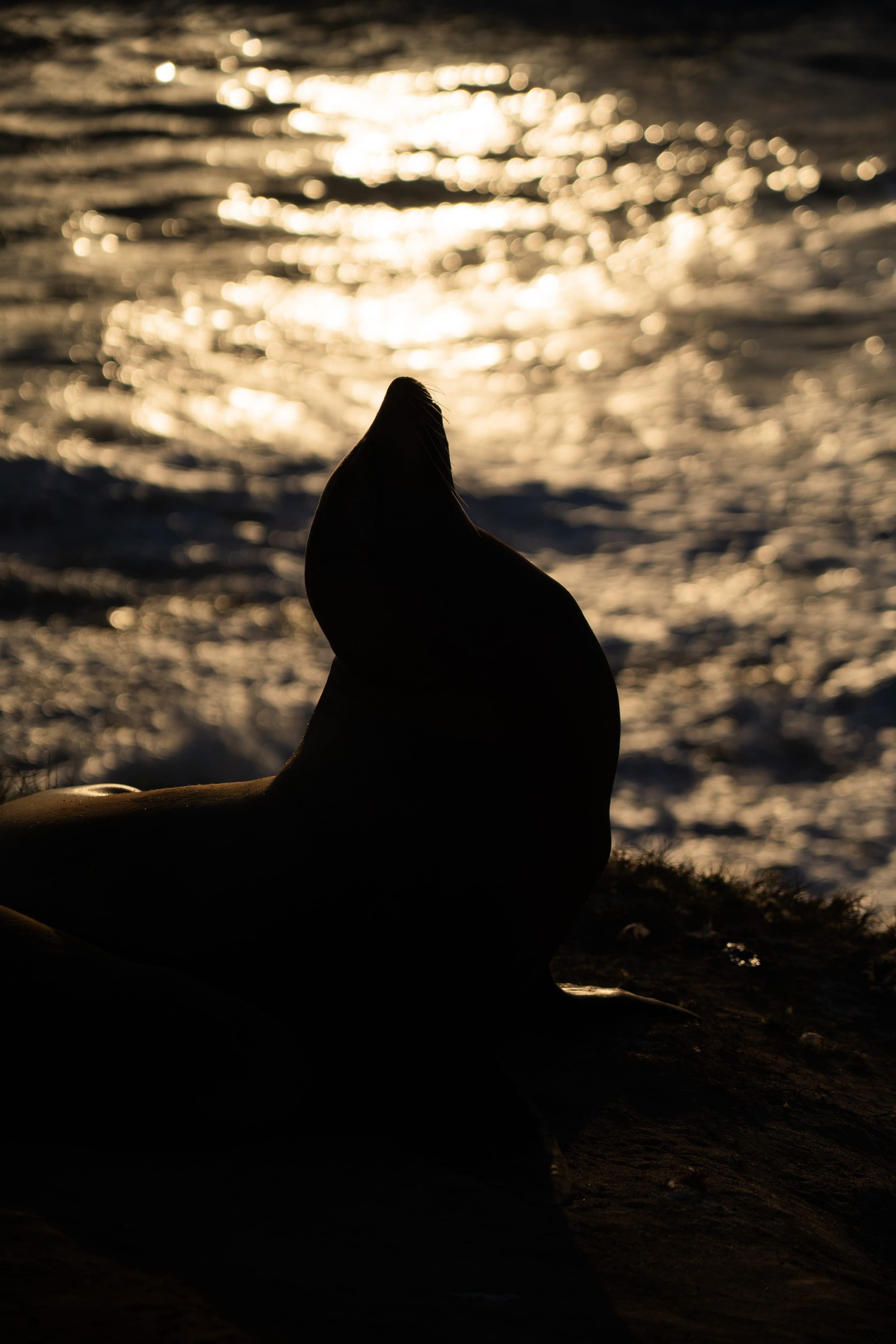 Sea Lion