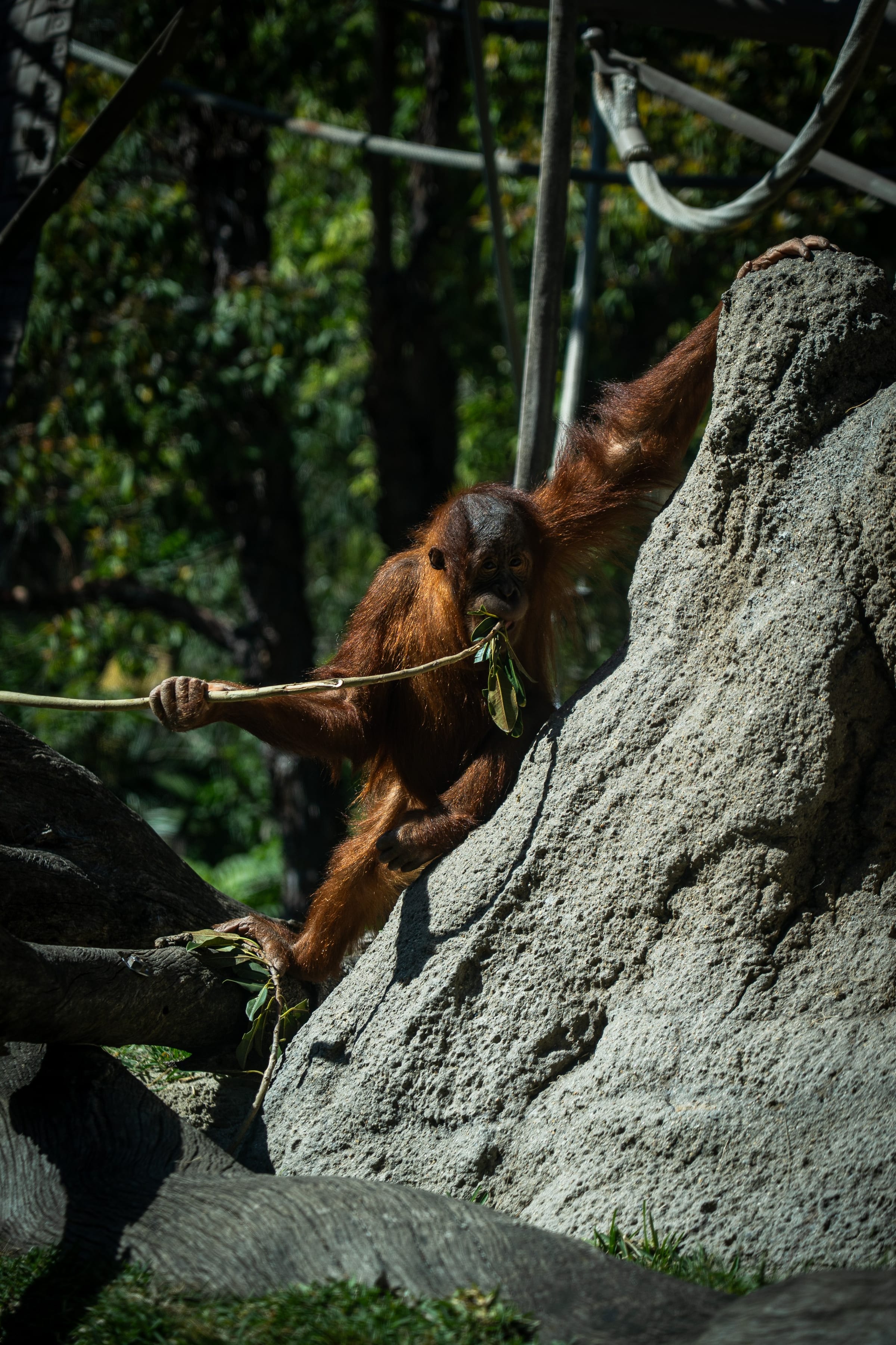 4 Year Old Orangutan