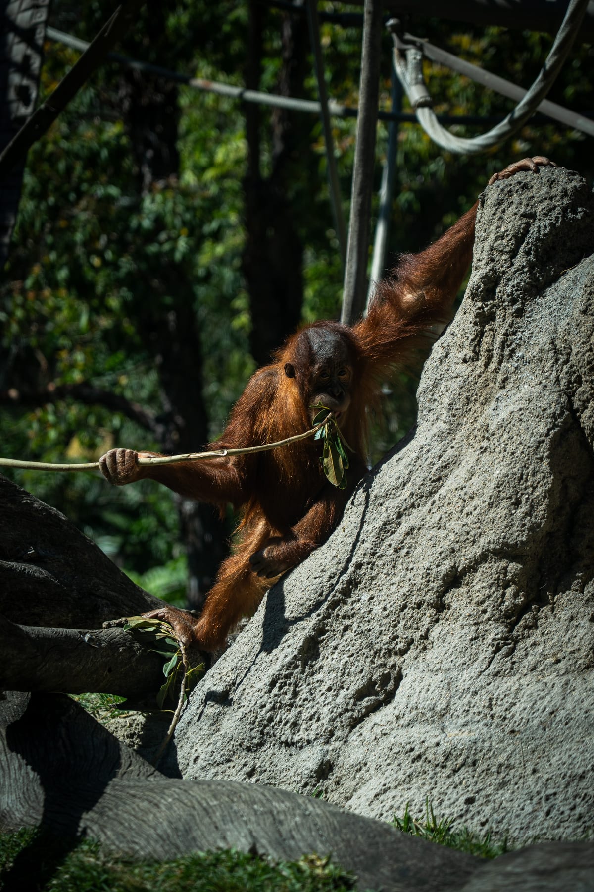 4 Year Old Orangutan
