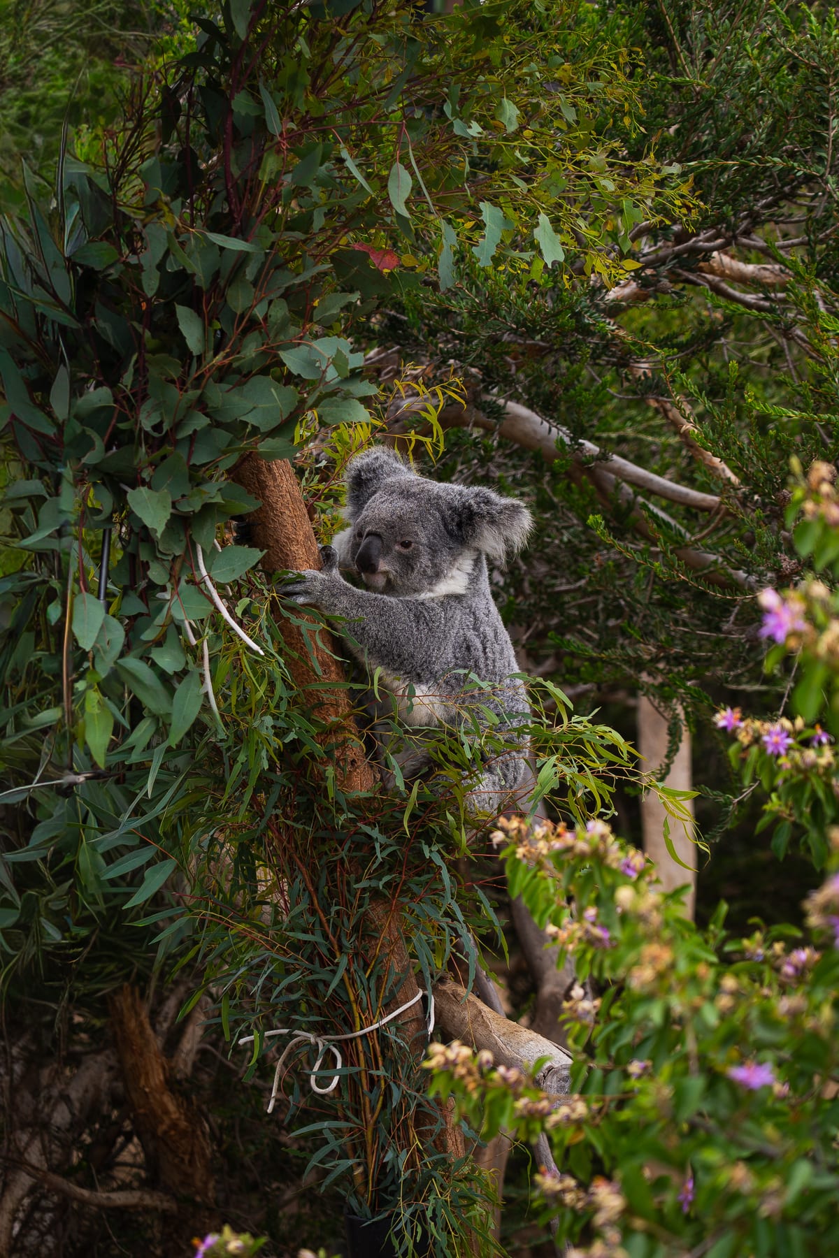 Koala