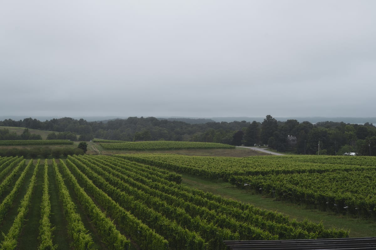 Vineyard