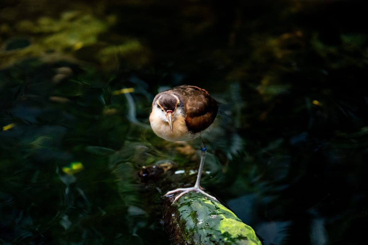 Wattled Jacana