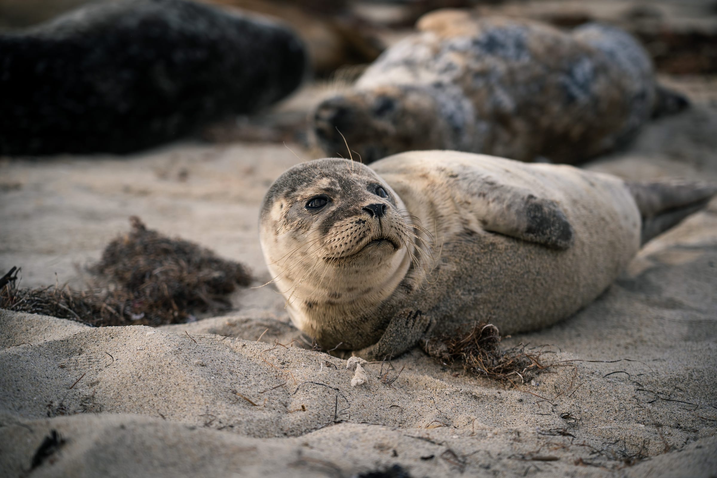 Seal