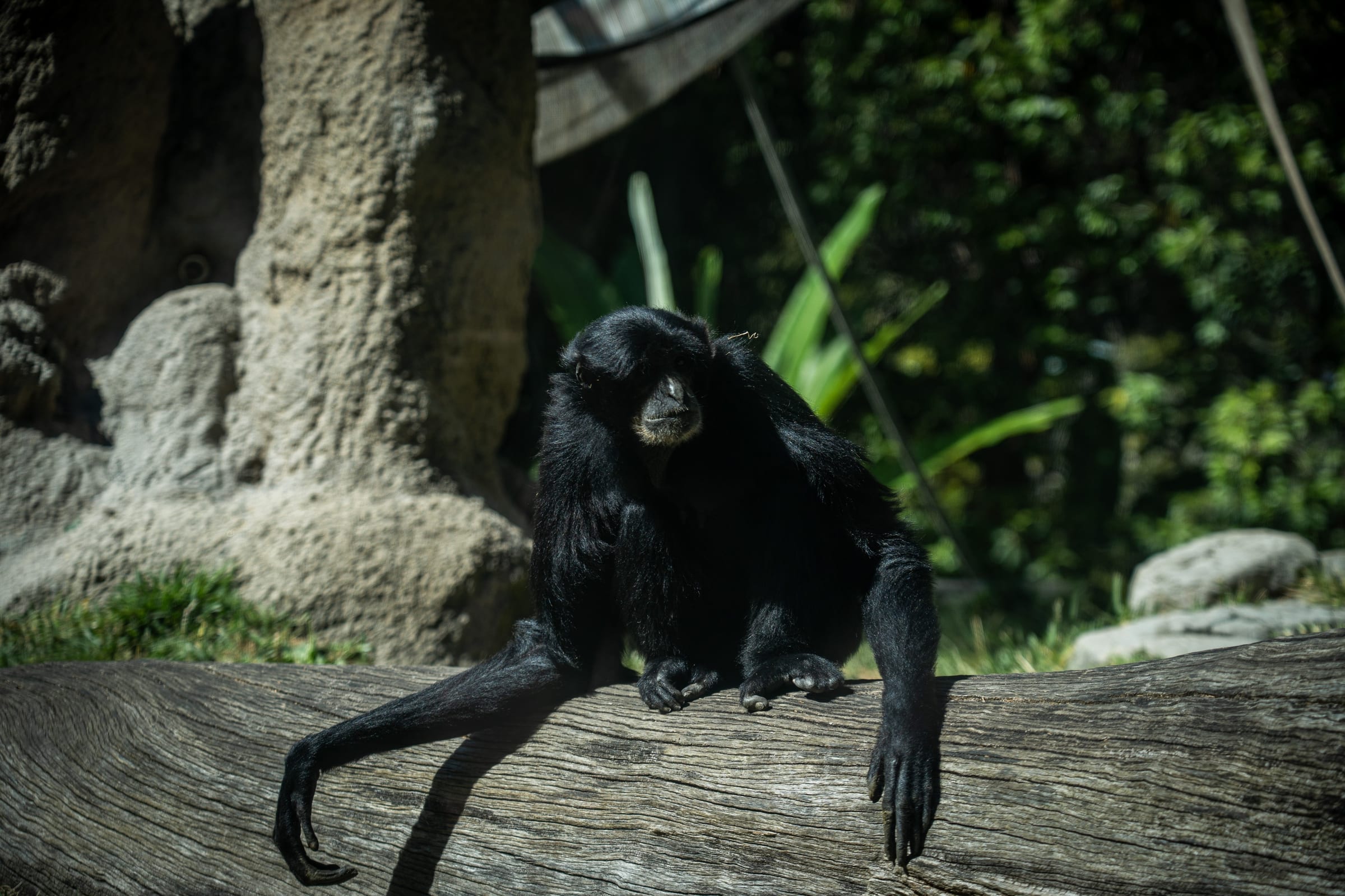 Gibbon