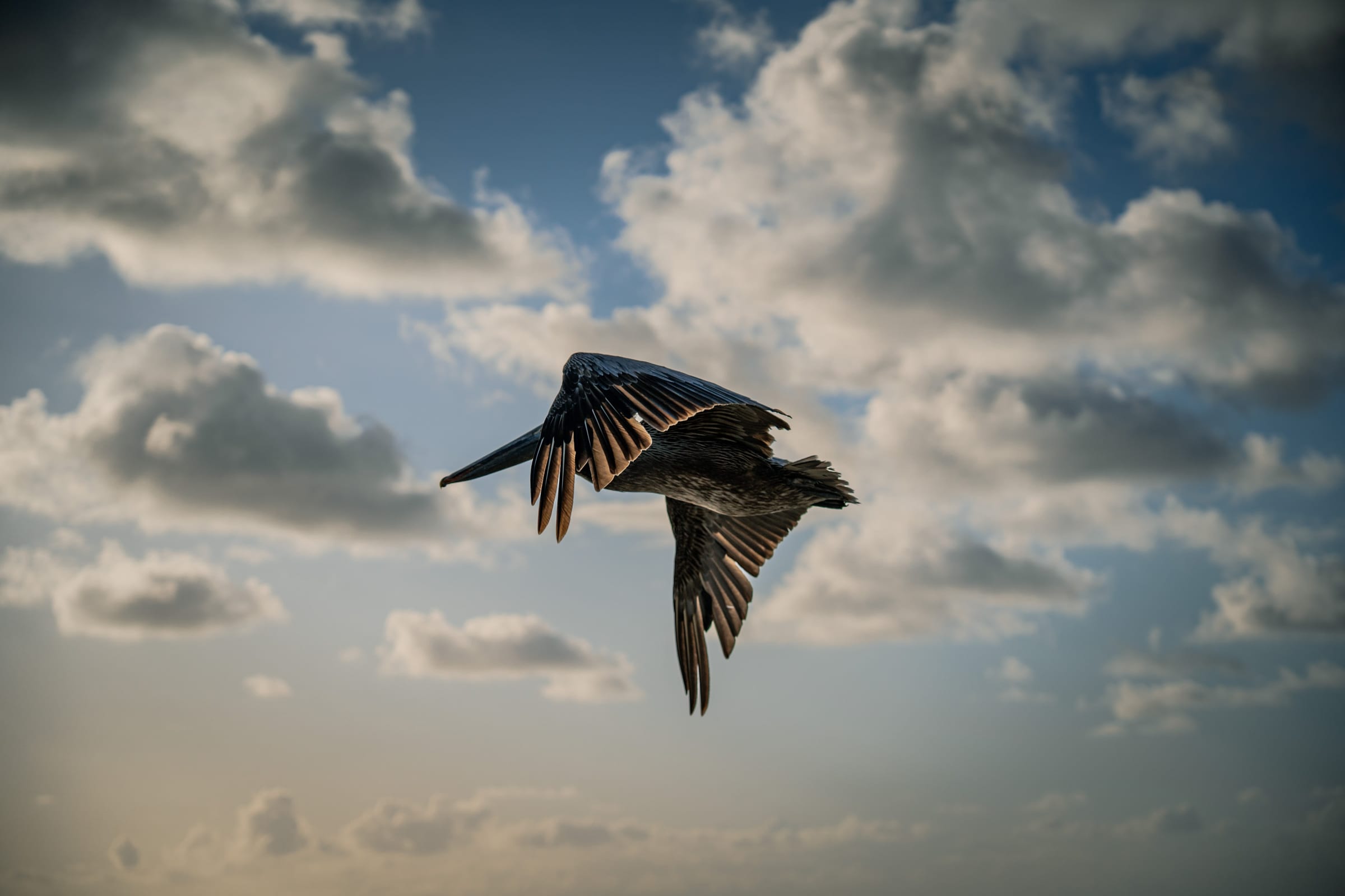 Pelican Flying