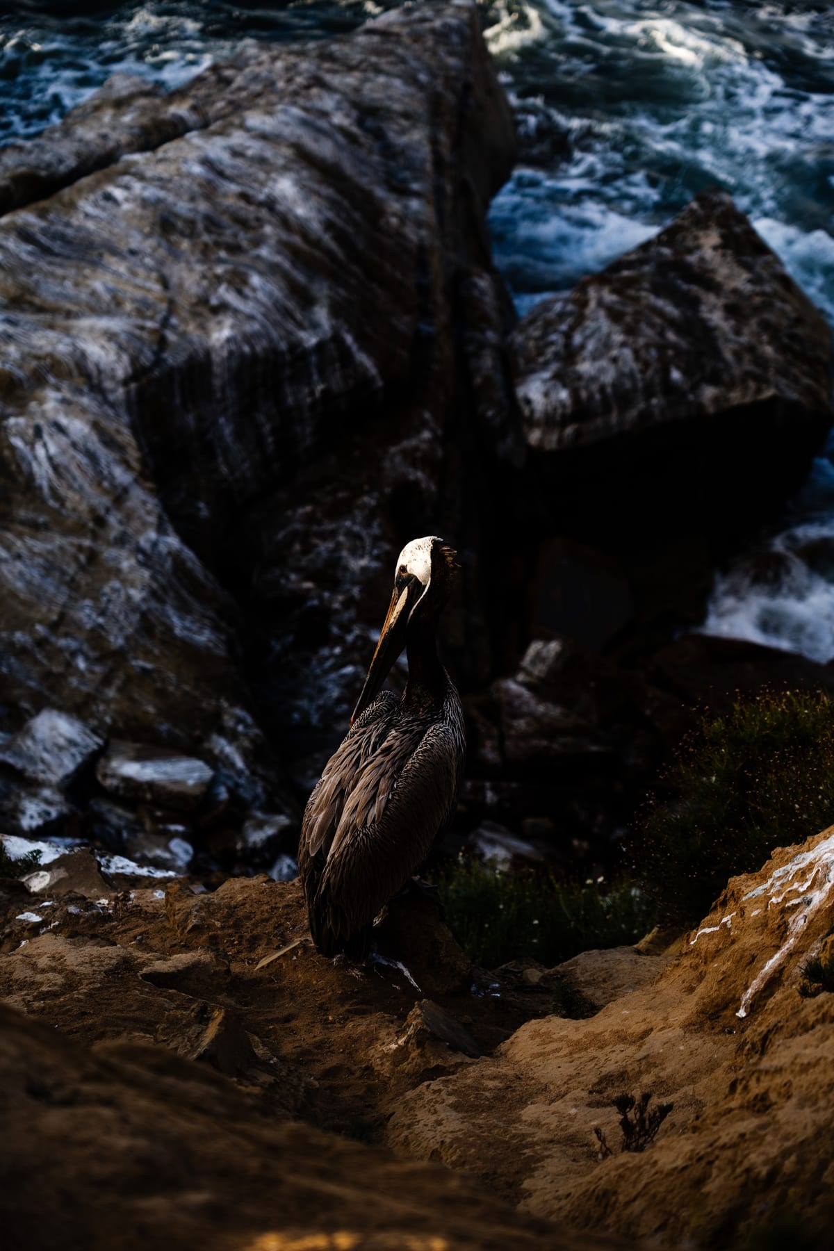 Pelican on the edge