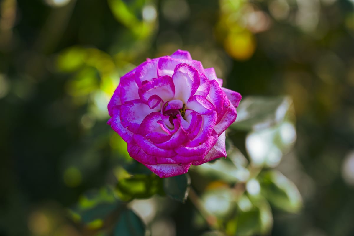 Flower in AZ
