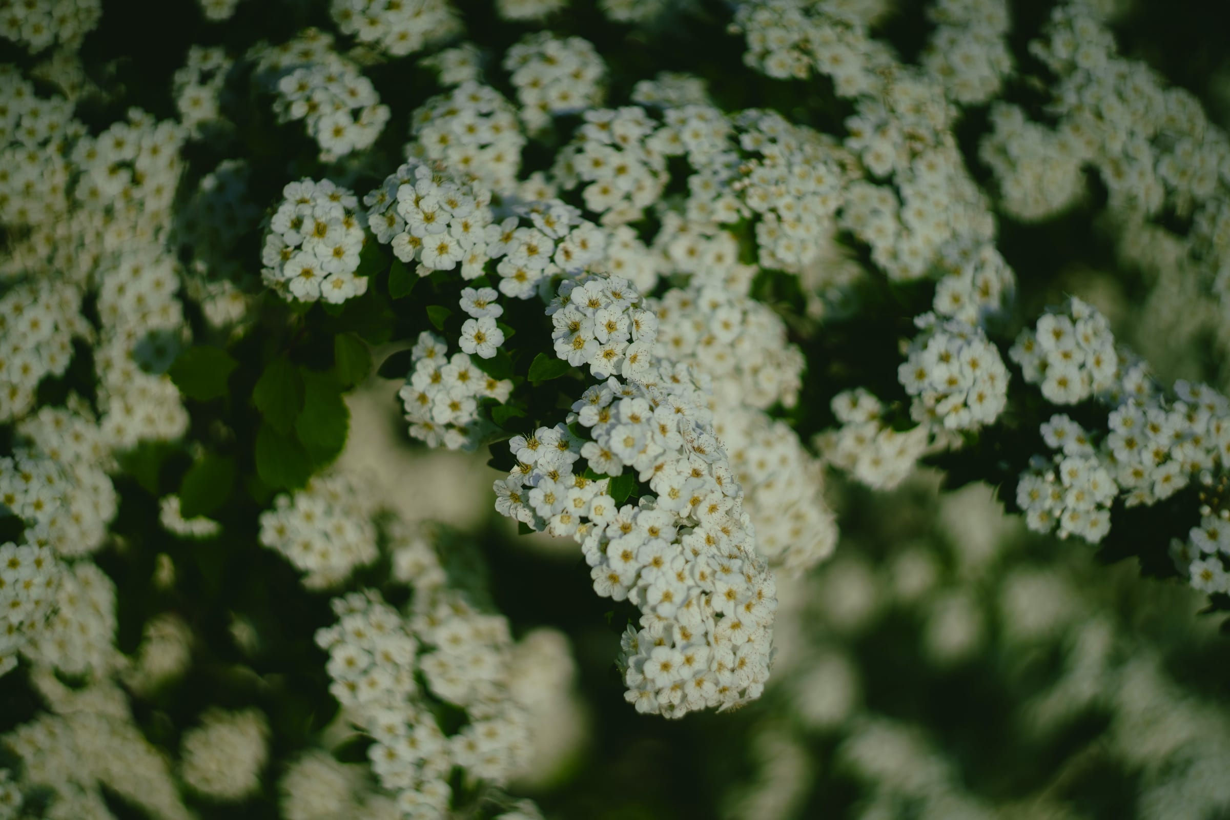 Flowers at Frame Park