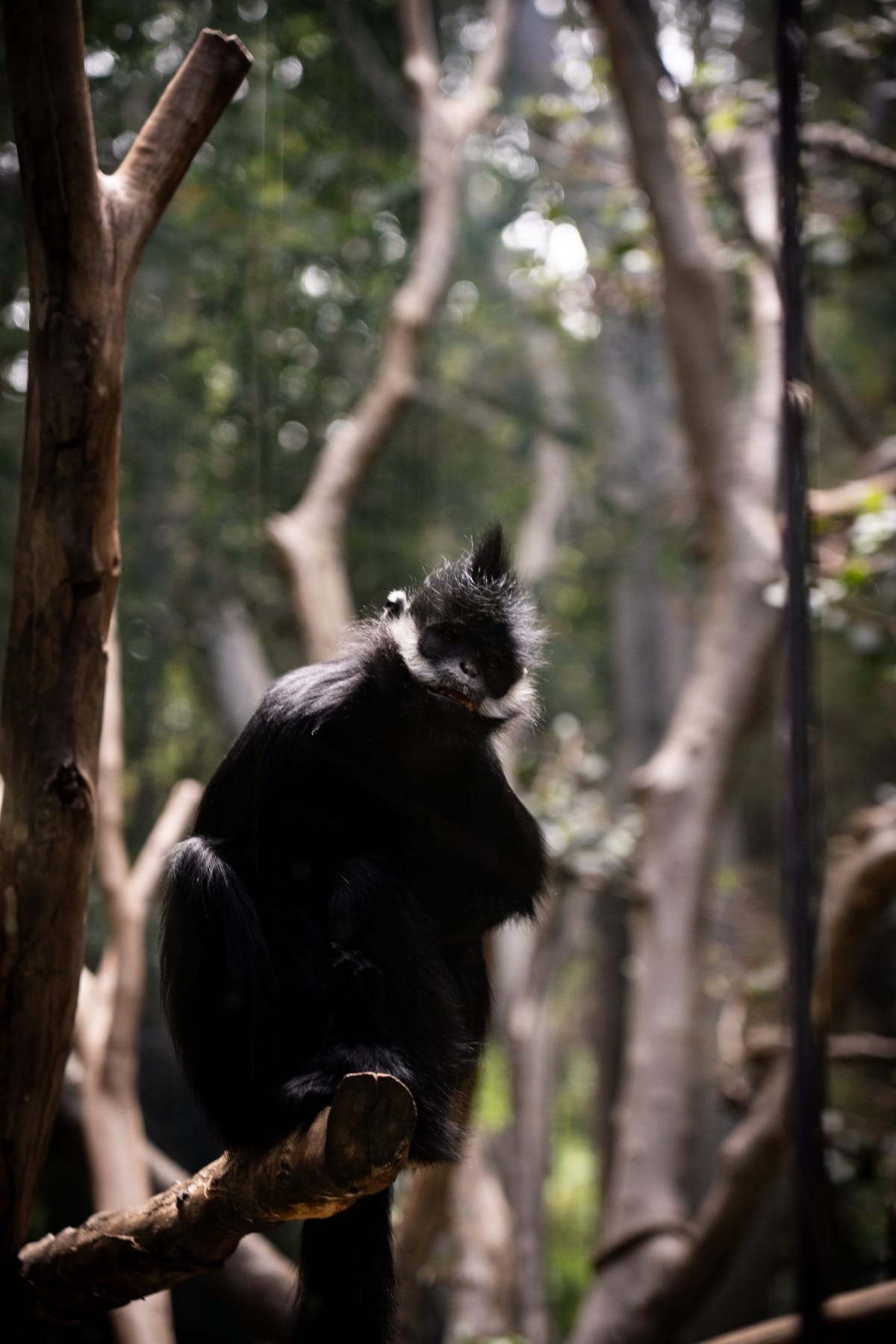 François' Langur
